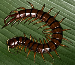 centipede.jpeg