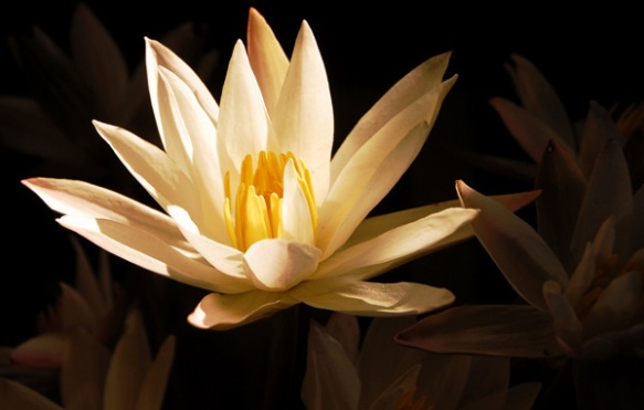 Lotus flower. 1 January 2010. Photograph©Chulie de Silva