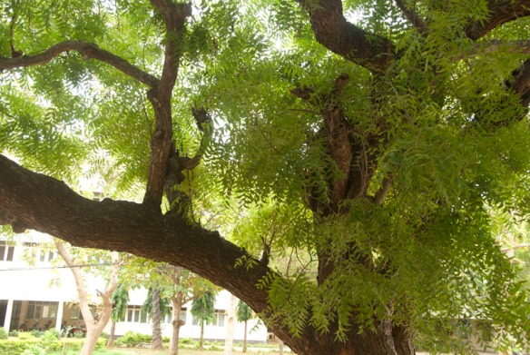 Neem (Margosa) tree at the University of Jaffna Campus. Photo © Chulie de Silva